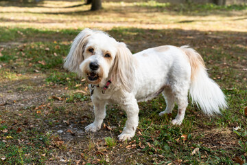 Cute white dog with long ears and fluffy tail standing on a forest path outdoors.