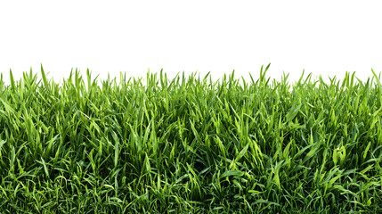 Obraz premium Vibrant green grass lawn texture, full-frame natural ground cover background.