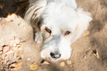 Cute white dog with long ears and fluffy tail standing on a forest path outdoors, looking at camera, top view