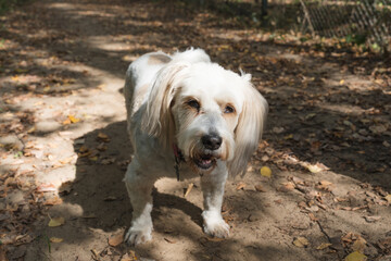 Cute white dog with long ears and fluffy tail standing on a forest path outdoors