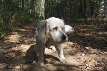 Cute white dog with long ears and fluffy tail standing on a forest path outdoors