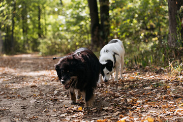two dogs walking in an autumn forest, explores the leaf-covered path