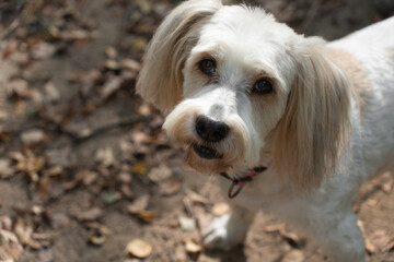 Cute white dog with long ears and fluffy tail standing on a forest path outdoors, looking at camera, top view