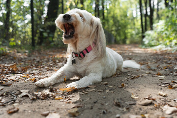 Cute white dog with long ears lying on a forest path covered with autumn leaves