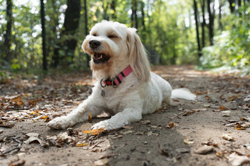 Cute white dog with long ears lying on a forest path covered with autumn leaves