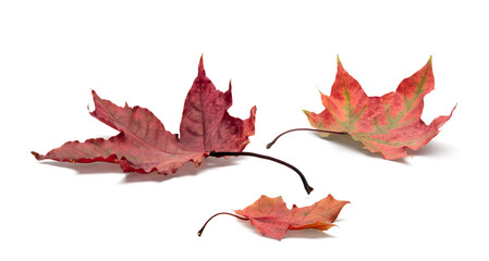 Autumn orange leaves falling down Isolated on white background.