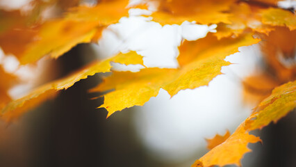 Autumn season background with a branch with maple leaves in the foreground and a blurred autumn...