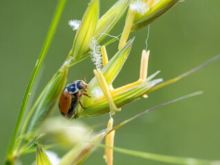 ladybug on a leaf