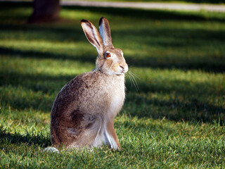 Jackrabbit on grass