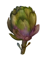 Watercolor illustration of a fresh artichoke bud with green and purple leaves. Botanical hand-drawn vegetable design, isolated on transparent background. Perfect for food, kitchen, and nature themes.