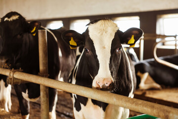Cute cows near fence inside cowshed in dairy farm