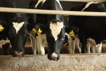 Cute cows near fence inside cowshed in dairy farm