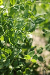Obraz premium Pea plants with green leaves and flowers growing in field, closeup