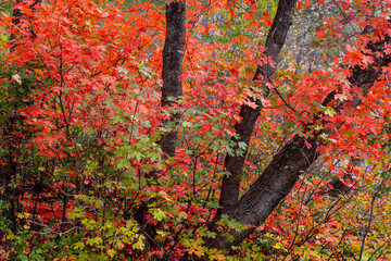 Colorful Maple trees in autumn time along American Fork river, American fork Canyon, Utah.