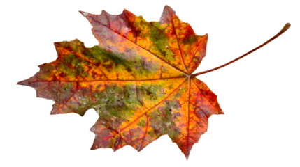 Vibrant autumn maple leaf showcases the beautiful transition of fall colors.