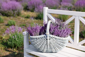 Beautiful lavender flowers in wicker basket on white bench in field
