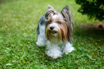 Yorkie dog on a green grass background 