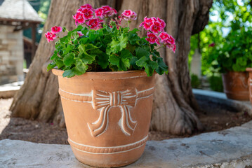 Pink Geranium  Flowers in a clay pot 