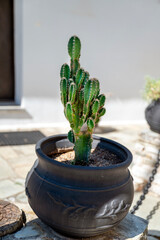 Green Cacti Plant in a black pot outdoor 