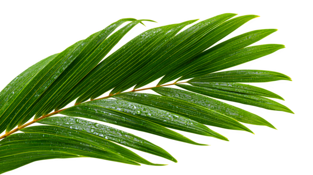 Vibrant green palm frond with water droplets, a symbol of lush nature and tropical serenity.