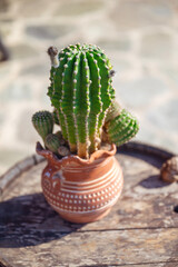 Green cacti plant in a clay pot 