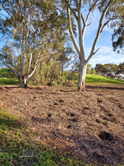 vibrant photos of Playford's landscape transformation. Showcase grant-funded revegetation, mass plantings, and biodiversity at Craigmore Park. Capture spring meadows, young forests