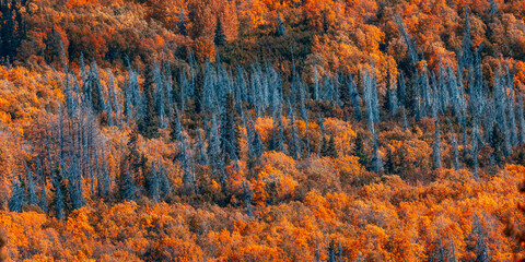 Panoramic view of bright colorful fall foliage along Richardson Highway near Valdez, Alaska.
