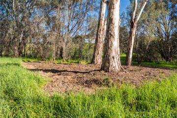 vibrant photos of Playford's landscape transformation. Showcase grant-funded revegetation, mass plantings, and biodiversity at Craigmore Park. Capture spring meadows, young forests