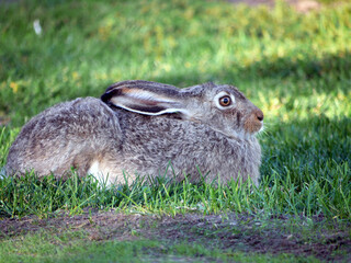 White-tailed Jackrabbit resting