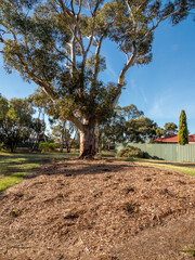 vibrant photos of Playford's landscape transformation. Showcase grant-funded revegetation, mass plantings, and biodiversity at Craigmore Park. Capture spring meadows, young forests