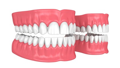 Fototapeta premium Healthy Human Teeth Model.