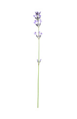 Fototapeta premium Beautiful lavender isolated on white. Fragrant flower