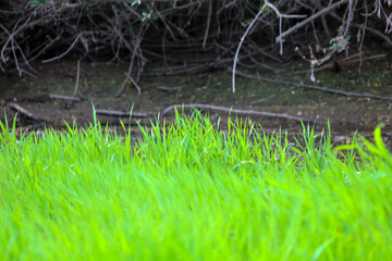 A close-up view of fresh, lush green grass brightly contrasting with the dry soil and tree roots in the background. This image conveys a sense of growth, renewal, and vibrant life.