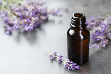Aromatic essential oil in open bottle and lavender flowers on grey textured table, closeup. Space for text