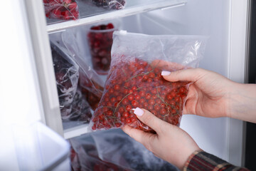 Freezing berries. Woman putting plastic bag with red currants into open fridge, closeup