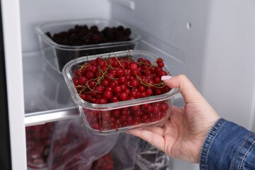 Freezing berries. Woman putting container with red currants into open fridge, closeup