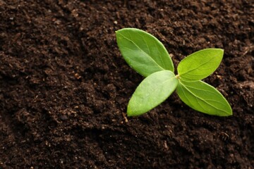 Young plant growing in soil as background, top view