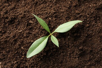 Young plant growing in soil as background, top view