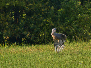 Shoebill stork standing in grassland with wings spread open