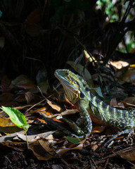 Iguana in Brisbane, Australia