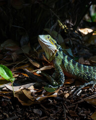 Obraz premium Iguana in Brisbane, Australia