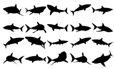 Shark Silhouette Vector