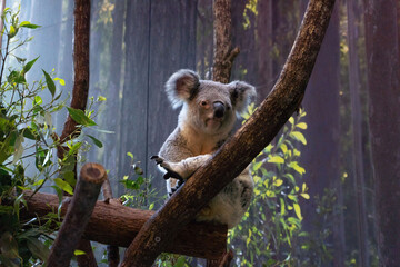 koala in tree