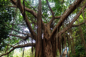 Sajek clouds touching hilltop trees.