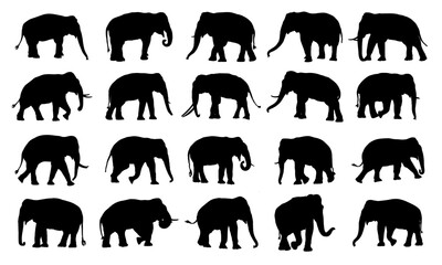 Adult Asian Elephant Vector