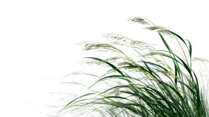 Delicate green grass blades sway gently in a soft breeze against a clean white background.