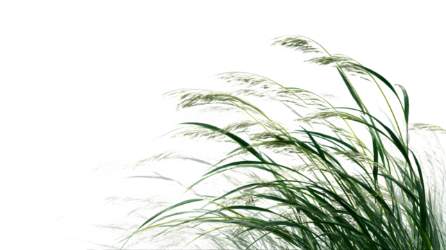 Delicate green grass blades sway gently in a soft breeze against a clean white background.