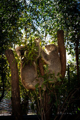Two Australian Koalas liking each other