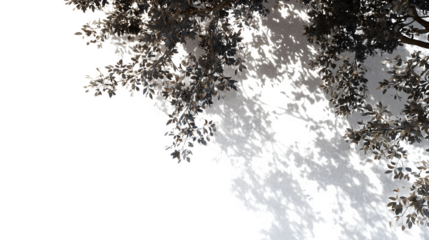 Sunlight dapples through leafy branches, casting dancing shadows on a bright, clean surface.