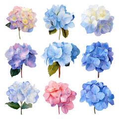 Watercolor illustration of hydrangea flowers, isolated on transparent background